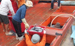 Ở một cảng nổi tiếng Bình Định, tận thấy hàng chục tấn cà ngừ sọc dưa, tươi roi rói trong hầm tàu