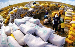 Thị trường xuất khẩu gạo năm 2024 có nhiều triển vọng