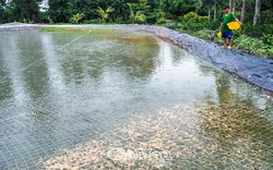 Loại cá đặc sản, kho ngon, ăn lẩu với rau đồng ngon, dân Cà Mau nuôi trong ao lót bạt, bán trúng 145.000 đồng/kg