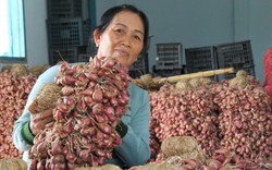 Tết đến nơi mà giá hành tím ở Ninh Thuận bỗng đột ngột giảm, nông dân đang lo