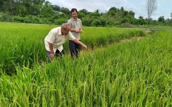 Giá lúa tăng cao giáp Tết Giáp Thìn 2024, nông dân Long An vui xuân đủ đầy