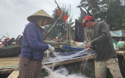 Loài cá biển ngon ở Thanh Hóa, giá bán gần 500.000 đồng/kg, ấy nhưng nhiều khi "cháy đơn"