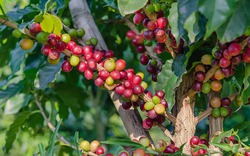 Giá cà phê ngày 2/1: Vì sao xuất khẩu cà phê của Việt Nam giảm năm 2023, dự báo tin tốt năm 2024?