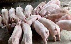Giá lợn hơi biến động ở nhiều tỉnh, dự báo "nóng" về sản lượng thịt lợn của Việt Nam