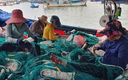 Có một nghề lâu đời ở vùng biển Khánh Hòa đang tạo việc làm, thu nhập tốt cho hàng trăm người
