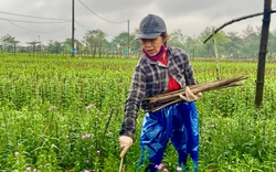 Con vật quái ác nào đang hoành hành khiến cả làng trồng hoa Tết ở Huế lo thất thu, mất tết?