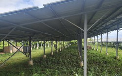 Loạt dự án điện mặt trời "núp bóng" trang trại nông nghiệp ở Đắk Nông
