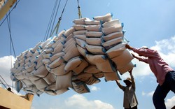 Gạo Ấn Độ và Thái Lan đồng loạt tăng, giá gạo Việt không nhúc nhích
