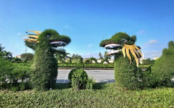 Ngắm dàn cây cảnh tạo hình linh vật "rồng" gây ý kiến trái chiều tại Quảng Bình