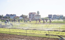 Quảng Nam: Làng rau sạch nổi tiếng nhất miền Trung hối hả vào vụ Tết