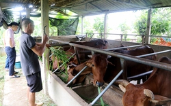 Có vốn Ngân hàng CSXH đầu tư nuôi bò, nông dân Phú Thọ thoát ngay diện nghèo