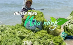 Chuyển động Nhà nông 22/1: Đưa rong biển trở thành lĩnh vực kinh tế trọng điểm của ngành thủy sản