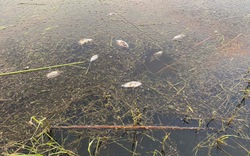 Cá chết bất thường ở đầm nước lợ nổi tiếng Bình Định, đã tìm ra "thủ phạm"