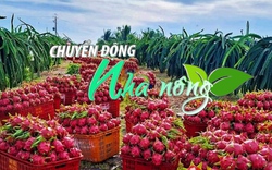 Chuyển động Nhà nông 23/1: Cận Tết giá thanh long tăng, nông dân Bình Thuận phấn khởi