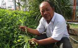 Loài rau dại mọc hoang ở đồi cát Ninh Thuận nay trở thành đặc sản, ăn ngon lại có tác dụng như thần dược