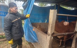 Nhiệt độ giảm sâu, nông dân Thái Nguyên chủ động che chắn, chuẩn bị thức ăn dự trữ cho đàn vật nuôi