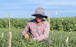 Ngắt nụ, lặt lá, lao động tự do ở các làng trồng hoa tết Kon Tum được trả công bao nhiêu tiền một ngày?