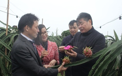 Rau củ Việt Nam trồng theo tiêu chuẩn Nhật Bản sẵn sàng  ra chợ tết