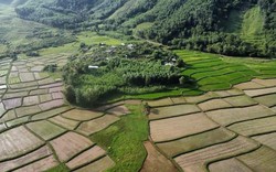 Quảng Nam: Nông dân huyện Nông Sơn "biến" đất hoang thành ruộng rau, đồng hoa mát mắt