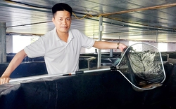 Đến một nơi ở Bắc Giang thấy dân nuôi thứ "cá tàu ngầm" trong bóng tối, bán đắt tiền