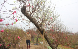 Cận cảnh vườn đào tết toàn cây khủng ở Bắc Giang