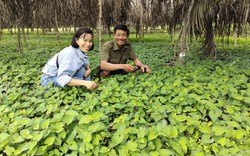 Chỉ trồng loại rau gia vị này, nông dân Bình Định chăm nhàn, bán quanh năm, tiền rủng rỉnh