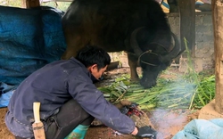 Lai Châu: Tăng cường phòng chống rét, hạn hán, thiếu nước phục vụ sản xuất nông nghiệp