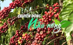 Chuyển động Nhà nông 25/1: Cà phê tươi Đắk Nông “đắt như tôm tươi”