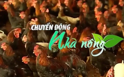 Chuyển động Nhà nông 26/1: Giáp Tết, giá gà thịt tăng cao, người chăn nuôi phấn khởi vì có lãi