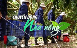 Chuyển động Nhà nông 2/2: Xuất khẩu rau quả mang về nửa tỉ USD ngay trong tháng đầu năm 2024