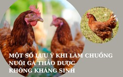 SỔ TAY NHÀ NÔNG: Một số lưu ý khi làm chuồng nuôi gà thảo dược không kháng sinh 