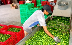 Giá chanh tăng cao nhất trong 10 năm qua, nông dân Long An đón Tết xôm tụ