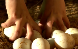 Làm sân chơi, xây hồ bơi nuôi vịt, ông nông dân Tây Ninh tha hồ nhặt trứng bán thu tiền triệu mỗi ngày