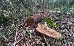 2,5ha rừng phòng hộ tại Bình Định bị "cạo trắng", Chủ tịch huyện kết luận có dấu hiệu “huỷ hoại rừng”