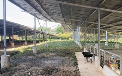 Vụ loạt dự án điện mặt trời "núp bóng" trang trại nông nghiệp: Sẽ thu hồi dự án nếu cố tình vi phạm