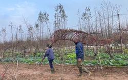 Giá hoa đào Tết bất ngờ tăng khiến dân buôn "ngã ngửa"