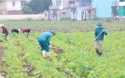 Loài cây luôn được nông dân một xã của tỉnh Thái Bình "ưu ái" hơn cả 2 vụ lúa