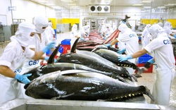 Xuất khẩu cá ngừ Việt Nam: Nhiều thách thức đối mặt trong năm 2024