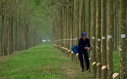 Cổ phiếu tiêu điểm hôm nay (1/2): Dòng tiền từ nhóm cổ phiếu "vua" dịch chuyển sang nhóm ngành khác, chọn cổ phiếu nào? 