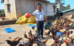 Một nông dân Gia Lai nuôi sâu canxi thành công, cho gà ăn sâu, con nào cũng đẹp, thịt ngon