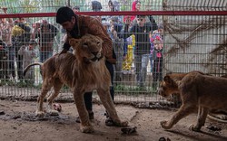 Hình ảnh sư tử, vượn khỉ đói khát, gầy tong teo và chết dần chết mòn ở Dải Gaza