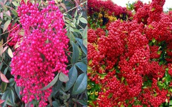 6 cây cảnh quả đỏ trĩu cành nên trồng dịp Tết Nguyên đán, đón năm mới tài lộc, thịnh vượng, ấm no