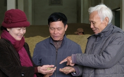 Trực tiếp bán sang Trung Quốc 500-600 tấn nụ hoa hòe, lão nông Thái Bình thu 7 - 8 tỷ đồng/năm  