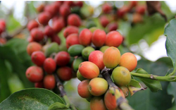 Giá cà phê ngày 6/1: Không dễ mua Robusta từ nhà nông, giá cà phê tiếp tục tăng vọt