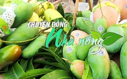 Chuyển động Nhà nông 6/1: An Giang xuất lô xoài tượng da xanh đầu tiên sang Úc và Hoa Kỳ