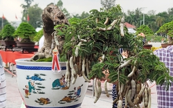 Cây me bonsai độc lạ ở Đồng Tháp, thân nhỏ xíu nhưng mang đầy trái 