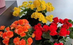 5 loài hoa nhất định phải trồng trong năm 2024, đỏ rực, đẹp đẽ, đậm chất lễ hội, chiêu may, rước lộc