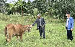 Quảng Bình: Cựu binh làm mô hình lúa – cá, nuôi bò, trồng dừa lãi 500 triệu đồng/năm