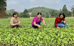 Nông dân "thủ phủ" ươm cây giống lâm nghiệp của Phú Thọ mong được gỡ khó