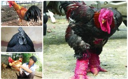 Điểm mặt 6 giống gà “đắt có tiếng” vẫn được ưa chuộng và săn lùng dịp Tết Nguyên đán Giáp Thìn 2024